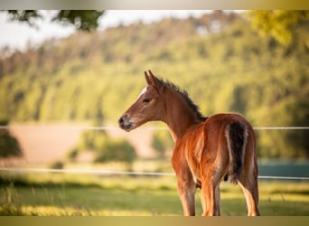 Hanoverian, Stallion, Foal (04/2025), Brown
