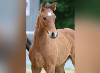 Hanoverian, Stallion, Foal (04/2026), Brown