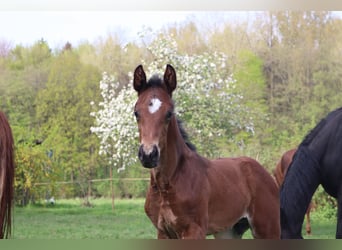 Hanoverian, Stallion, , Brown