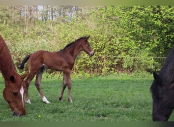 Hanoverian, Stallion, , Brown