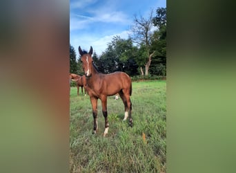 Hanoverian, Stallion, Foal (04/2025), Brown