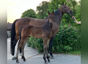 Hanoverian, Stallion, , Brown