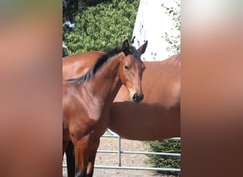 Hanoverian, Stallion, Foal (04/2026), Brown