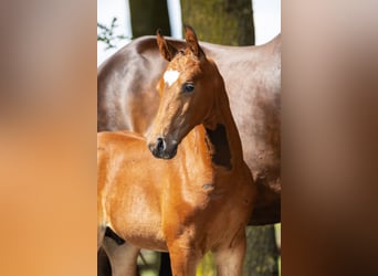 Hanoverian, Stallion, Foal (06/2025), Brown