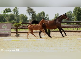 Hanoverian, Stallion, Foal (06/2025), Brown
