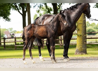 Hanoverian, Stallion, Foal (04/2025), Brown