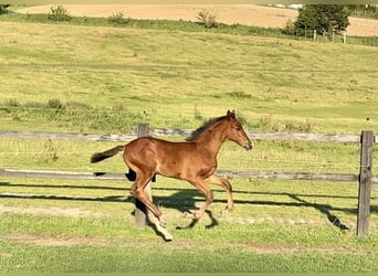 Hanoverian, Stallion, Foal (06/2026), Brown