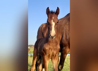 Hanoverian, Stallion, Foal (06/2026), Brown