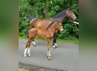 Hanoverian, Stallion, , Brown