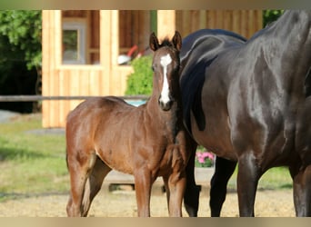 Hanoverian, Stallion, , Brown