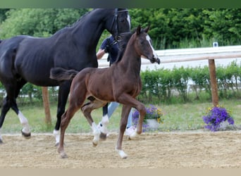Hanoverian, Stallion, , Brown