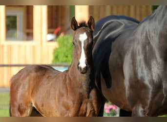Hanoverian, Stallion, , Brown
