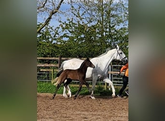 Hanoverian, Stallion, Foal (04/2024), Can be white