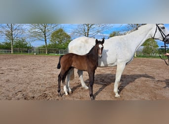 Hanoverian, Stallion, Foal (04/2024), Can be white