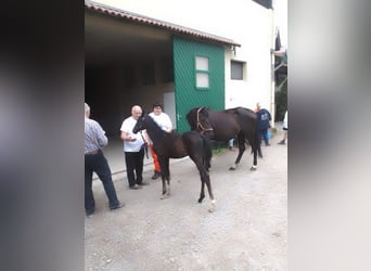 Hanoverian, Stallion, Foal (06/2025), Can be white