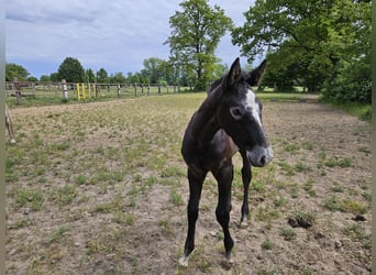 Hanoverian, Stallion, , Can be white