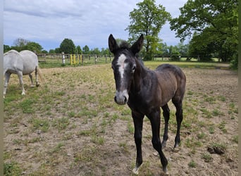 Hanoverian, Stallion, , Can be white