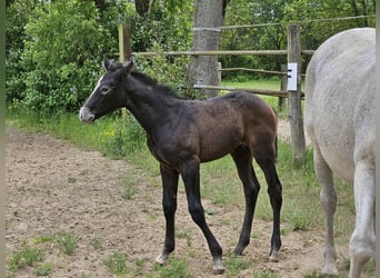 Hanoverian, Stallion, , Can be white