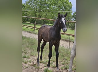 Hanoverian, Stallion, , Can be white