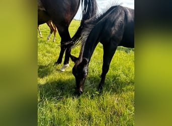 Hanoverian, Stallion, Foal (05/2024), Can be white