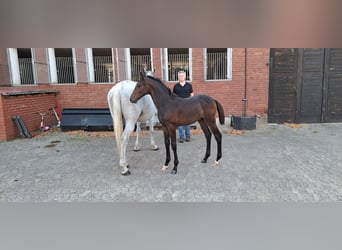 Hanoverian, Stallion, Foal (05/2025), Can be white
