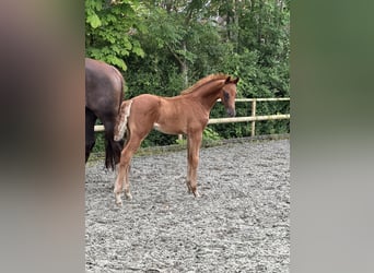Hanoverian, Stallion, , Chestnut