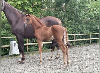 Hanoverian, Stallion, , Chestnut