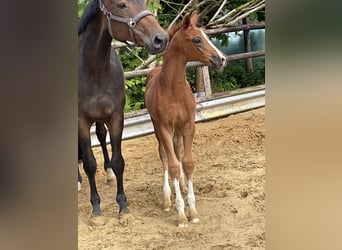 Hanoverian, Stallion, , Chestnut