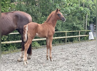 Hanoverian, Stallion, , Chestnut