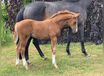 Hanoverian, Stallion, , Chestnut