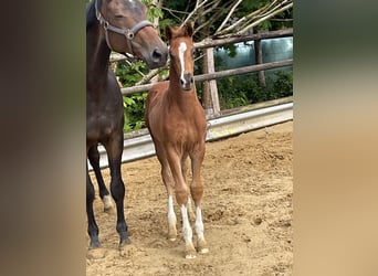 Hanoverian, Stallion, , Chestnut