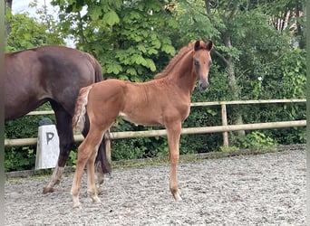 Hanoverian, Stallion, , Chestnut