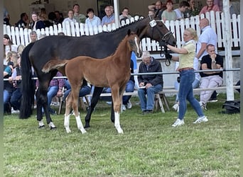 Hanoverian, Stallion, , Chestnut