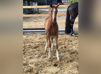 Hanoverian, Stallion, , Chestnut