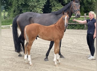 Hanoverian, Stallion, , Chestnut