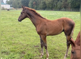 Hanoverian, Stallion, Foal (05/2025), Chestnut