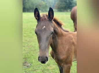 Hanoverian, Stallion, Foal (05/2025), Chestnut
