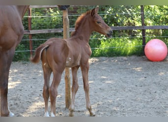 Hanoverian, Stallion, Foal (04/2025), Chestnut