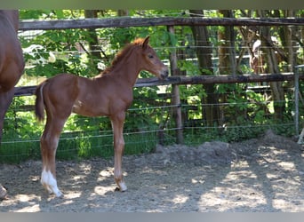 Hanoverian, Stallion, Foal (04/2025), Chestnut