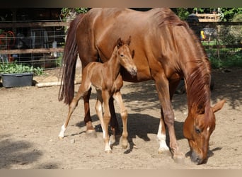 Hanoverian, Stallion, Foal (04/2025), Chestnut