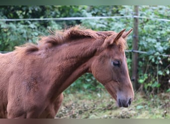 Hanoverian, Stallion, Foal (04/2025), Chestnut