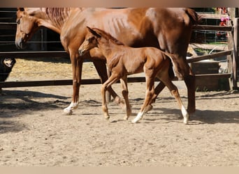Hanoverian, Stallion, Foal (04/2025), Chestnut