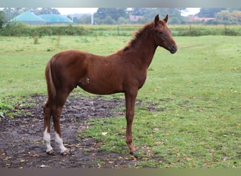 Hanoverian, Stallion, Foal (04/2025), Chestnut