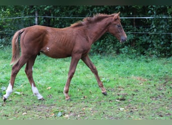Hanoverian, Stallion, Foal (04/2025), Chestnut