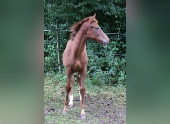 Hanoverian, Stallion, Foal (04/2025), Chestnut