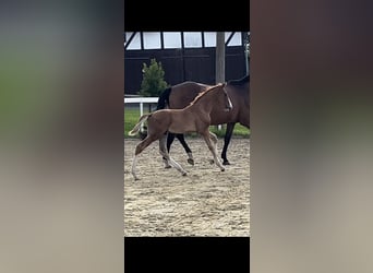 Hanoverian, Stallion, Foal (05/2024), Chestnut