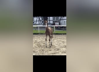 Hanoverian, Stallion, Foal (05/2024), Chestnut