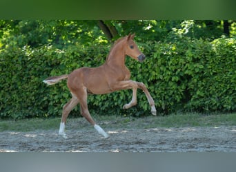 Hanoverian, Stallion, , Chestnut