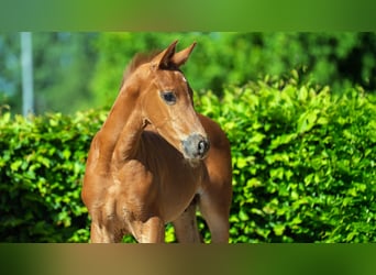 Hanoverian, Stallion, , Chestnut