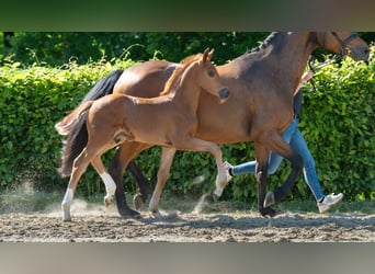Hanoverian, Stallion, , Chestnut